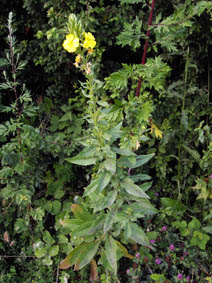 Oenothera biennis